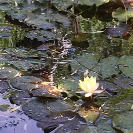 Fekete Gólya Vendéglő, Kecskemét - Külső kép
