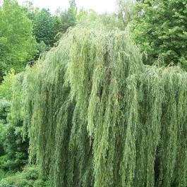 Hotel Arborétum Harkány - Környék