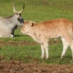 Hotel Szépalma Porva-Szépalmapuszta - Környék