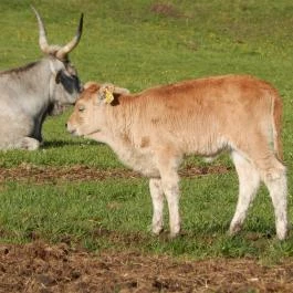 Hotel Szépalma Porva-Szépalmapuszta - Környék