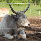 Hotel Szépalma Porva-Szépalmapuszta - Környék