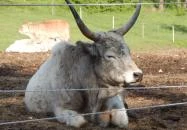 Porva-Szépalmapuszta