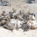 Zichy Park Hotel Bikács - Egyéb