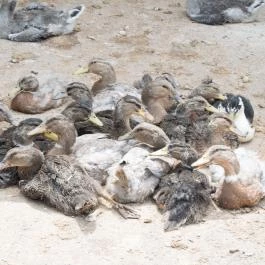 Zichy Park Hotel, Bikács - Egyéb