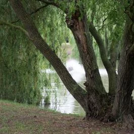 Zichy Park Hotel, Bikács - Környék