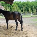 Zichy Park Hotel Bikács - Egyéb