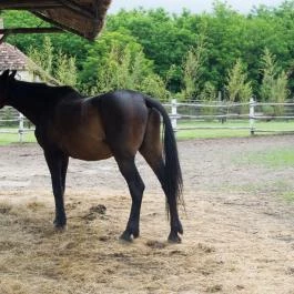 Zichy Park Hotel, Bikács - Egyéb