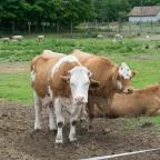 Zichy Park Hotel Bikács - Egyéb