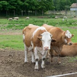 Zichy Park Hotel, Bikács - Egyéb