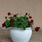 Zichy Park Hotel Bikács - Egyéb