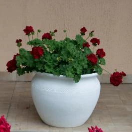 Zichy Park Hotel, Bikács - Egyéb