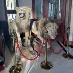 Borostyán Med Hotel Nyíradony-Tamásipuszta - Egyéb