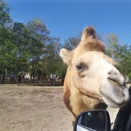 Richter Safari Park Nagykőrös - Egyéb