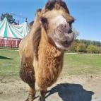 Richter Safari Park Nagykőrös - Egyéb