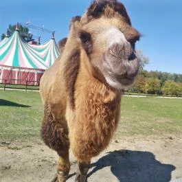 Richter Safari Park Nagykőrös - Egyéb