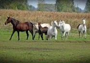 Berkenye Lovasudvar Mórahalom