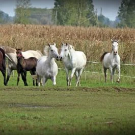 Berkenye Lovasudvar Mórahalom - Egyéb