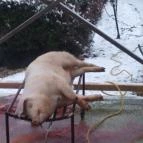 Angyal Borászat Rátka - Egyéb