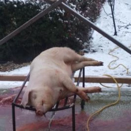 Angyal Borászat, Rátka - Egyéb