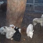 Fenyőharaszt Kastélyszálló Verseg - Egyéb