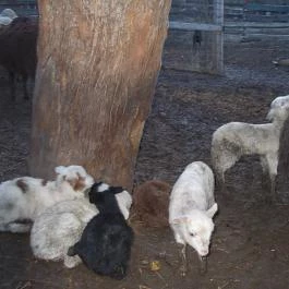 Fenyőharaszt Kastélyszálló Verseg - Egyéb