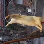 Fenyőharaszt Kastélyszálló Verseg - Egyéb