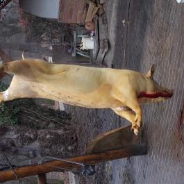 Fenyőharaszt Kastélyszálló Verseg - Egyéb