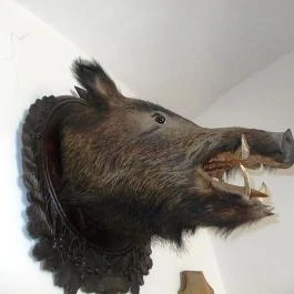 Magyar Természettudományi Múzeum Mátra Múzeuma, Gyöngyös - 