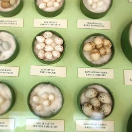 Magyar Természettudományi Múzeum Mátra Múzeuma, Gyöngyös - 