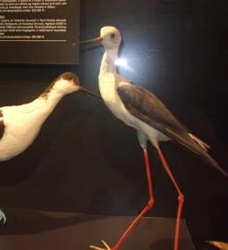 Munkácsy Mihály Múzeum