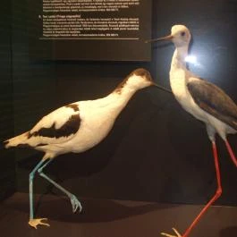 Munkácsy Mihály Múzeum Békéscsaba - Egyéb