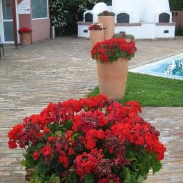 Duna Relax & Event Hotel, Ráckeve - Medence/kert