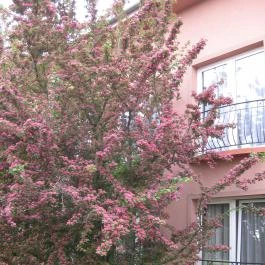 Duna Relax & Event Hotel, Ráckeve - Külső kép