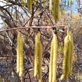 Bél-kő, Bélapátfalva - Egyéb