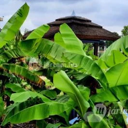 Hungarospa Prémium Zóna, Hajdúszoboszló - Egyéb