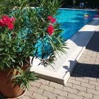 Liget Wellness & Konferencia Hotel Szarvas - Medence/kert