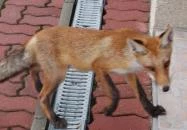 Marianna Apartman Telkibánya