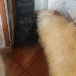 Sziget Csárda, Tiszaújváros - Egyéb