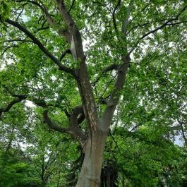Villa Hotel & Krúdy Étterem, Debrecen - Egyéb