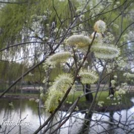 Bodrogi Kúria Wellness Hotel, Inárcs - Környék