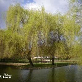 Bodrogi Kúria Wellness Hotel, Inárcs - Környék