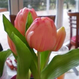 Bodrogi Kúria Wellness Hotel, Inárcs - Egyéb