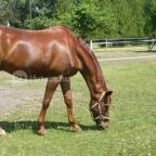 Nyerges Hotel Termál Monor - Egyéb