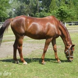 Nyerges Hotel Termál, Monor - Egyéb