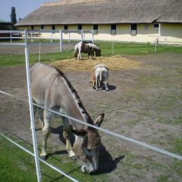 Nyerges Hotel Termál, Monor - Egyéb