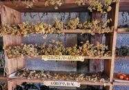 Arany Egyszarvú Patikamúzeum Kőszeg