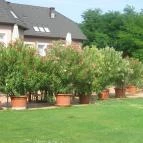 Granada Konferencia Wellness és Sport Hotel Kecskemét - Medence/kert