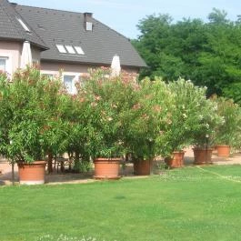 Granada Konferencia Wellness és Sport Hotel, Kecskemét - Medence/kert