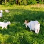 Barátságos Faházak Kehidakustány - Külső kép