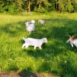 Barátságos Faházak Kehidakustány - Külső kép